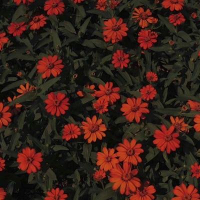 体育皇冠官网下载app截图