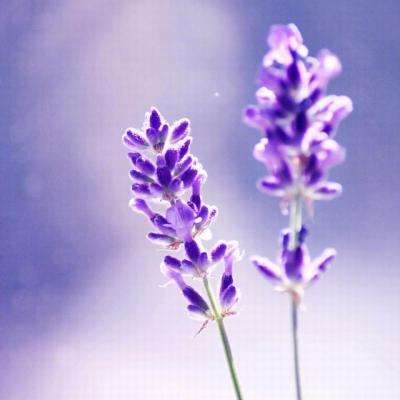 im电竞官网手机app下载